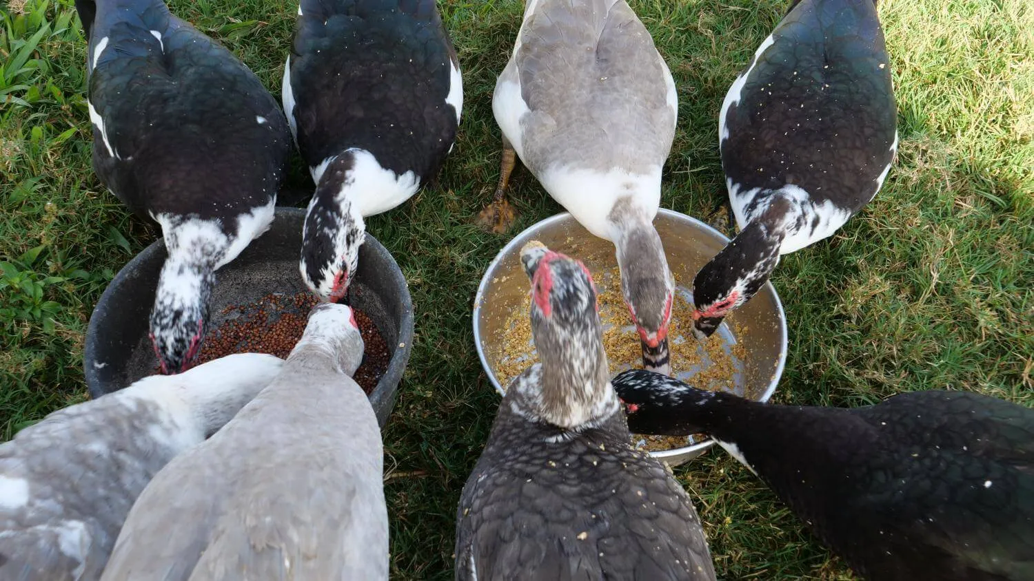 muscovy ducks eating out of bowls