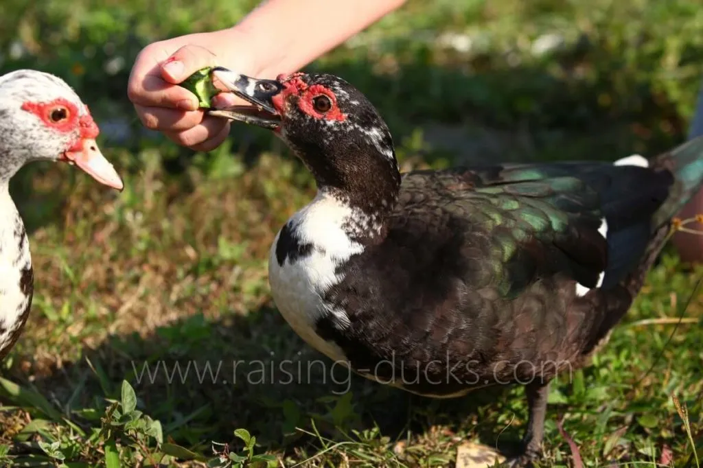 friendly muscovy duck eating cucumber