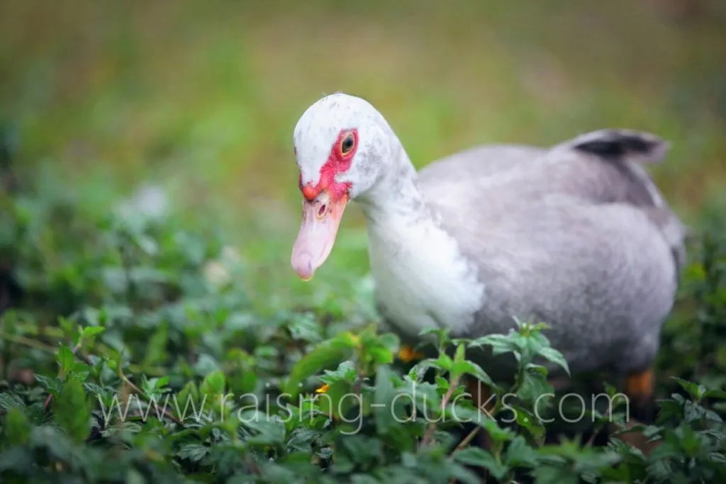 muscovy duck free ranging