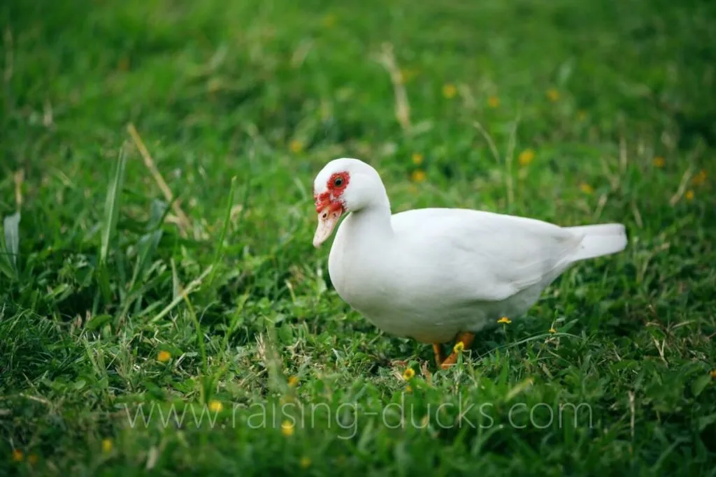white muscovy duck foraging