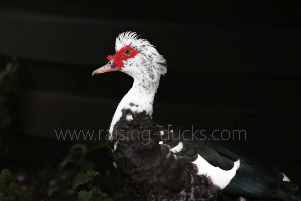 female muscovy duck crest