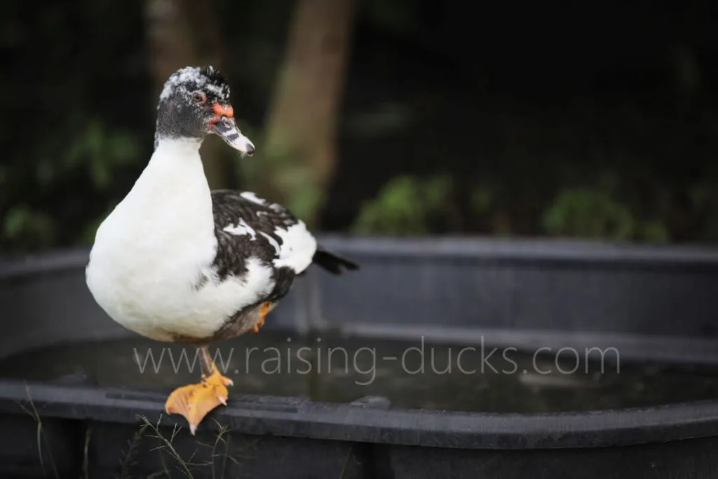 juvenile muscovy duck standing on one leg