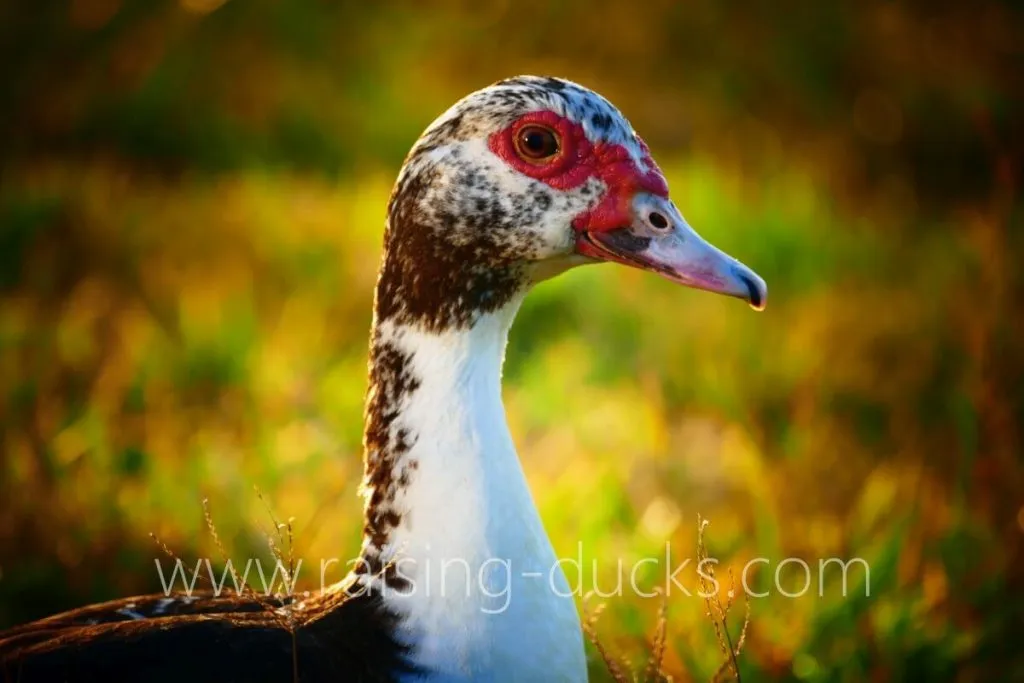 female muscovy duck head closeup