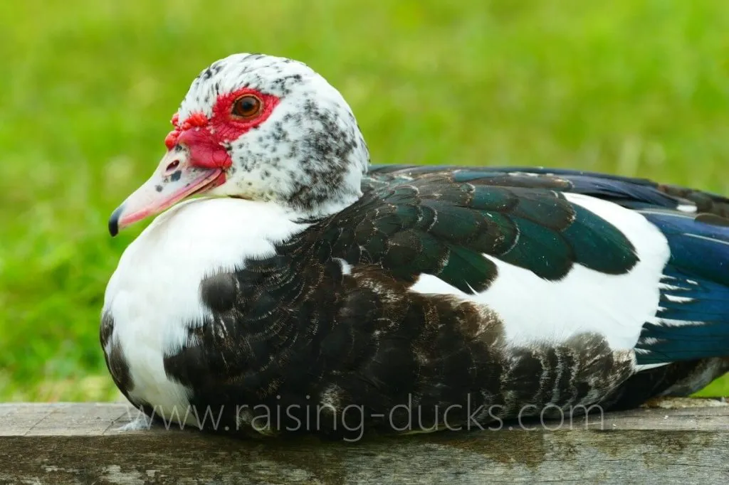 female muscovy duck