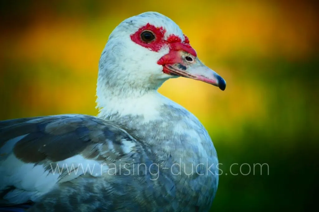 adult female silver muscovy duck head closeup