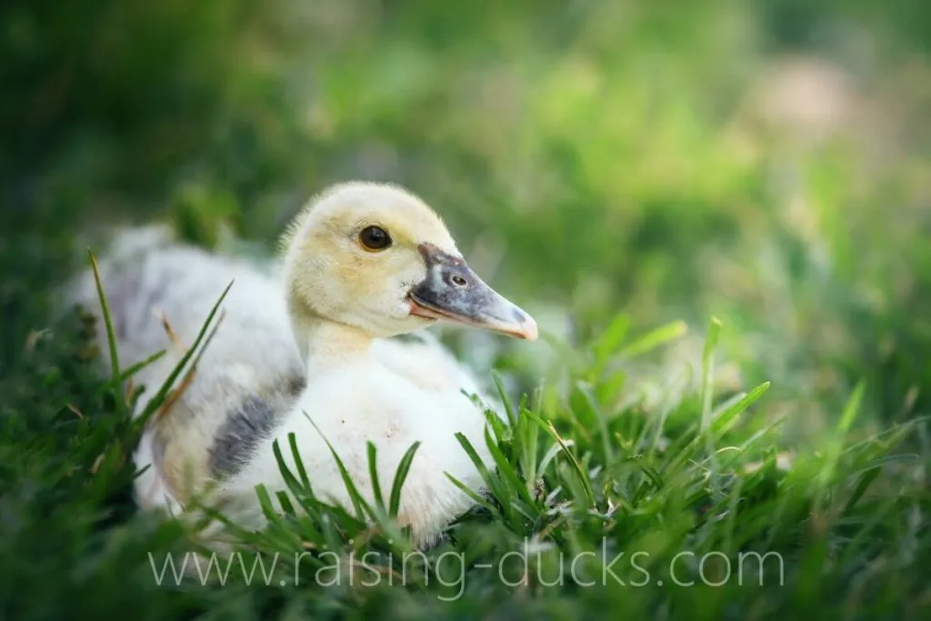 juvenile muscovy duckling