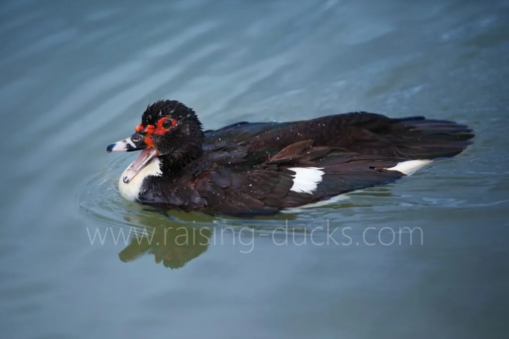 muscovy duck swimming pond