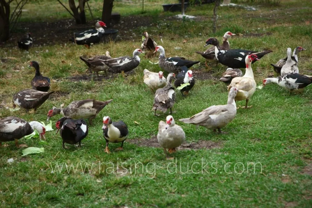 flock of muscovy ducks free ranging
