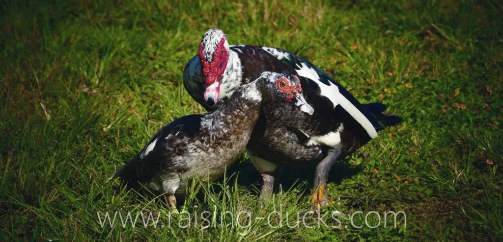 adult muscovy drake vs duck