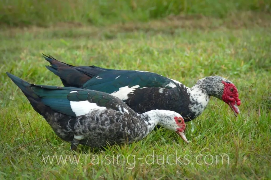 sexing muscovy ducks male vs female adults