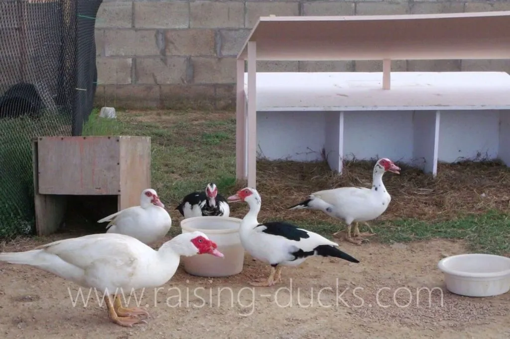 Muscovy ducks and nest boxes