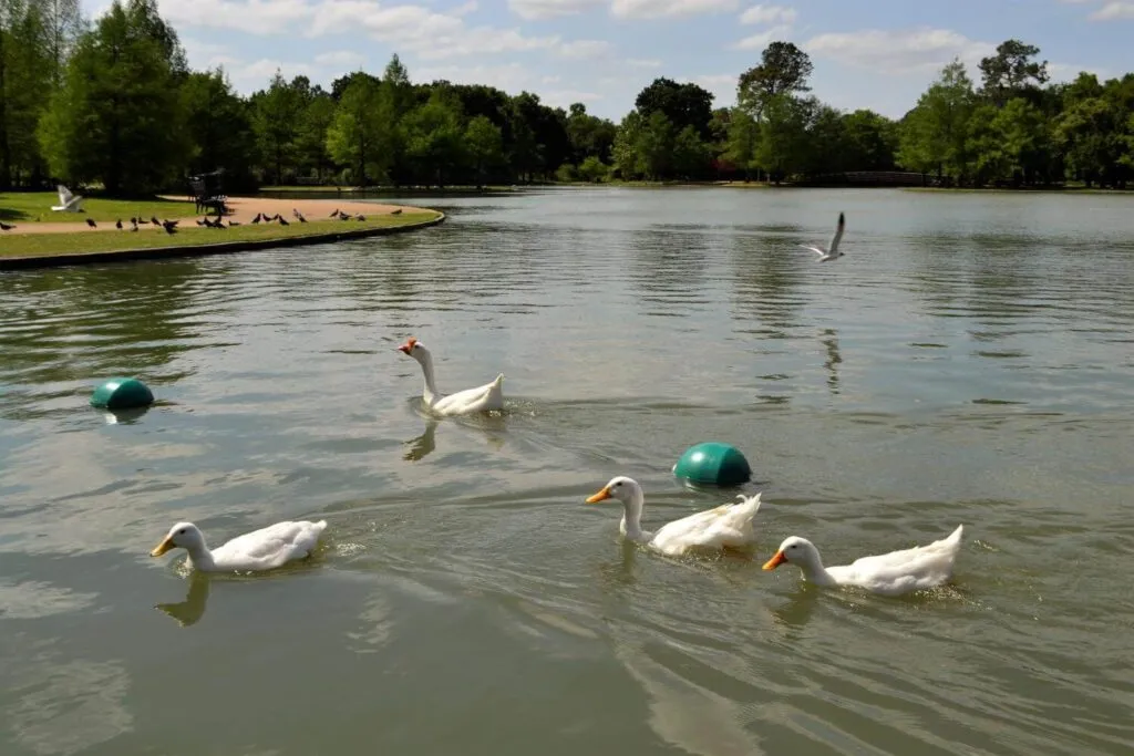 feral domestic ducks on lake