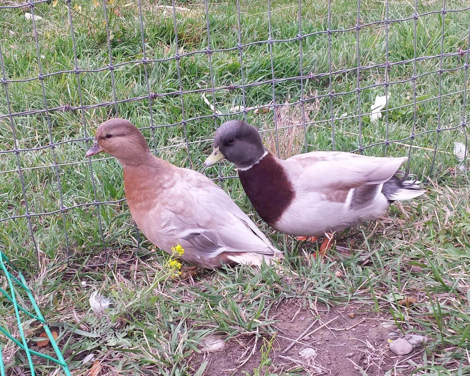 pair of pastel call ducks