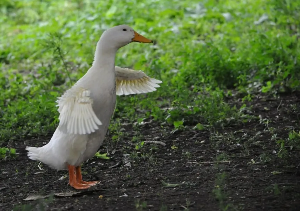 Pekin Duck Complete Breed Guide — Raising Ducks
