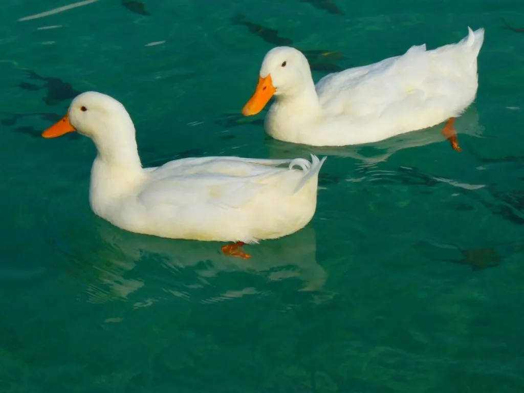Pekin Duck Complete Breed Guide — Raising Ducks