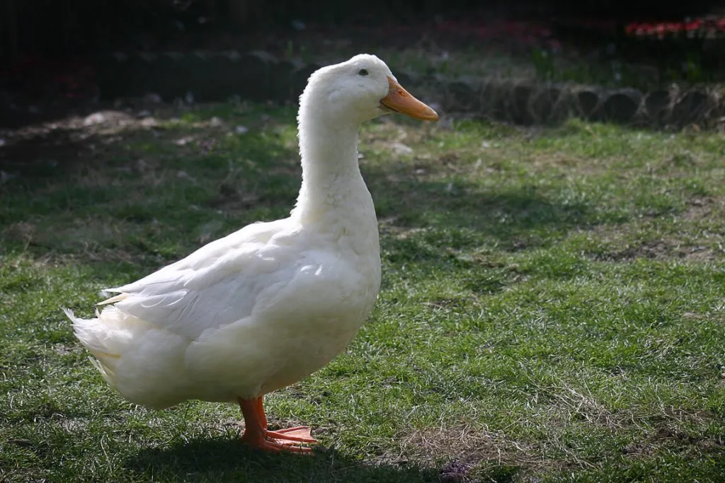 pekin duck