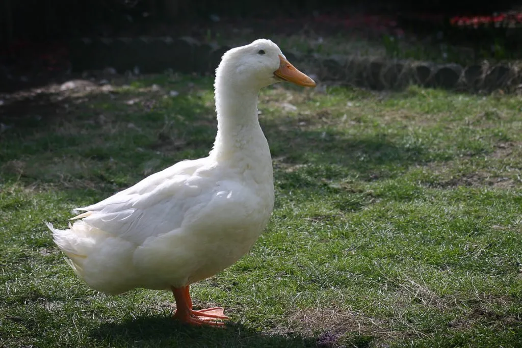 white american pekin duck