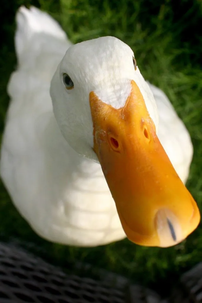 friendly cute pet pekin duck