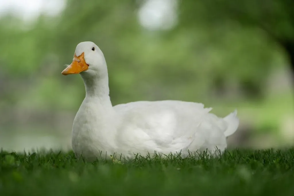 Pekin Duck Complete Breed Guide — Raising Ducks