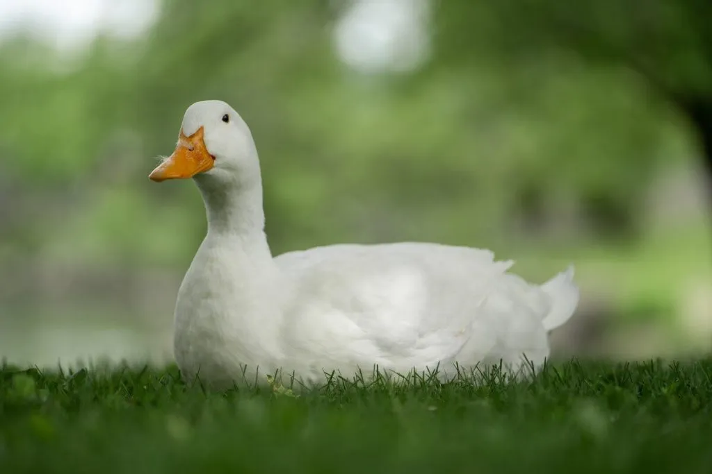 pekin duck breed egg laying characteristics