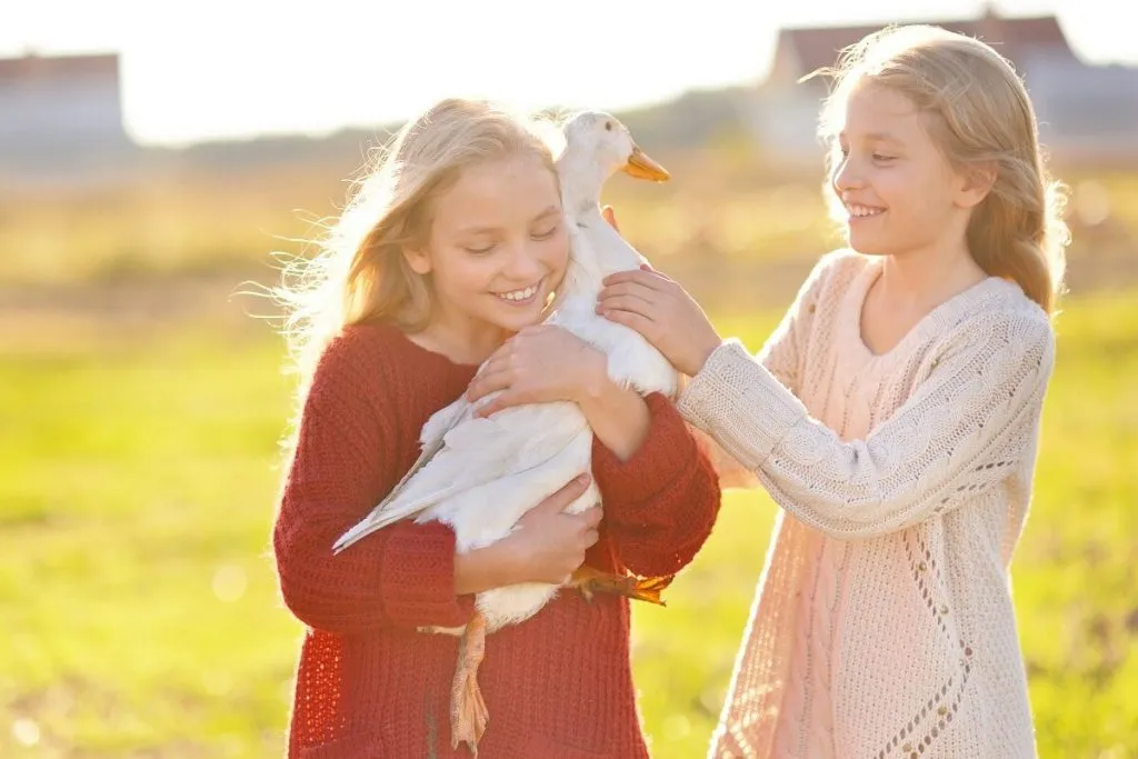 kids pet pekin duck