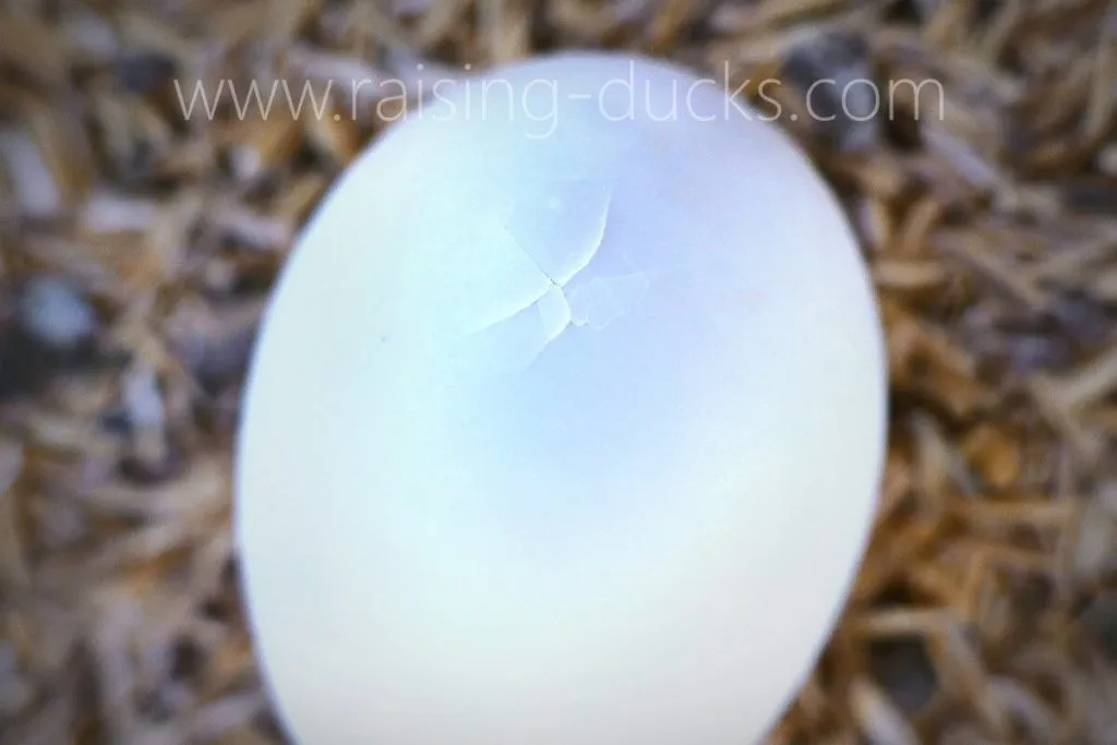pipped duck egg hatching