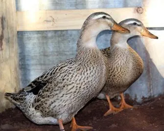 female rouen clair ducks