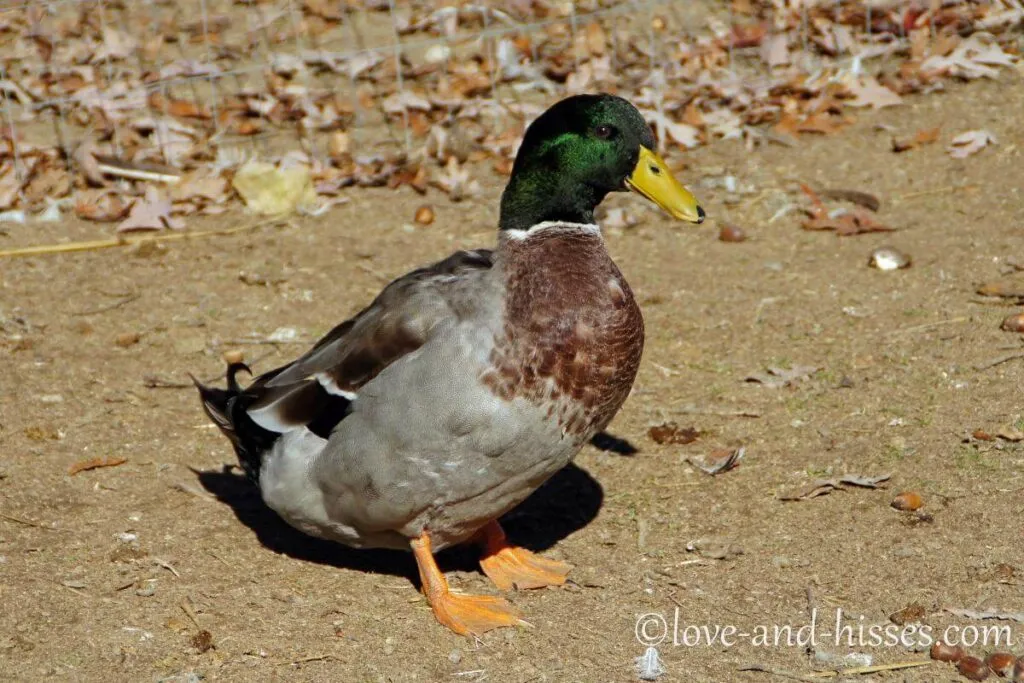 10 Best Duck Breeds for Pets (and 3 Worst) — Raising Ducks