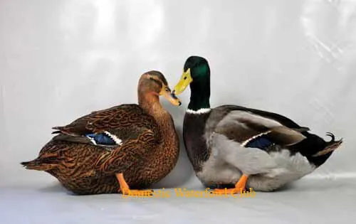 rouen ducks