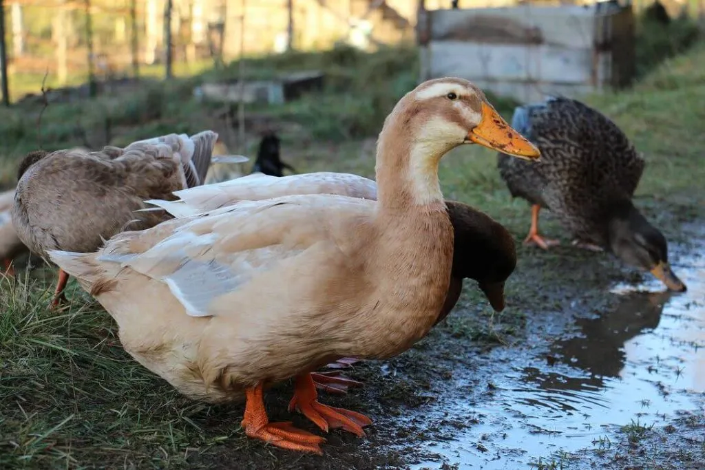 saxony duck breed