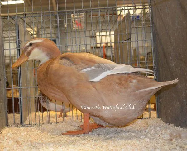 female saxony duck exhibition