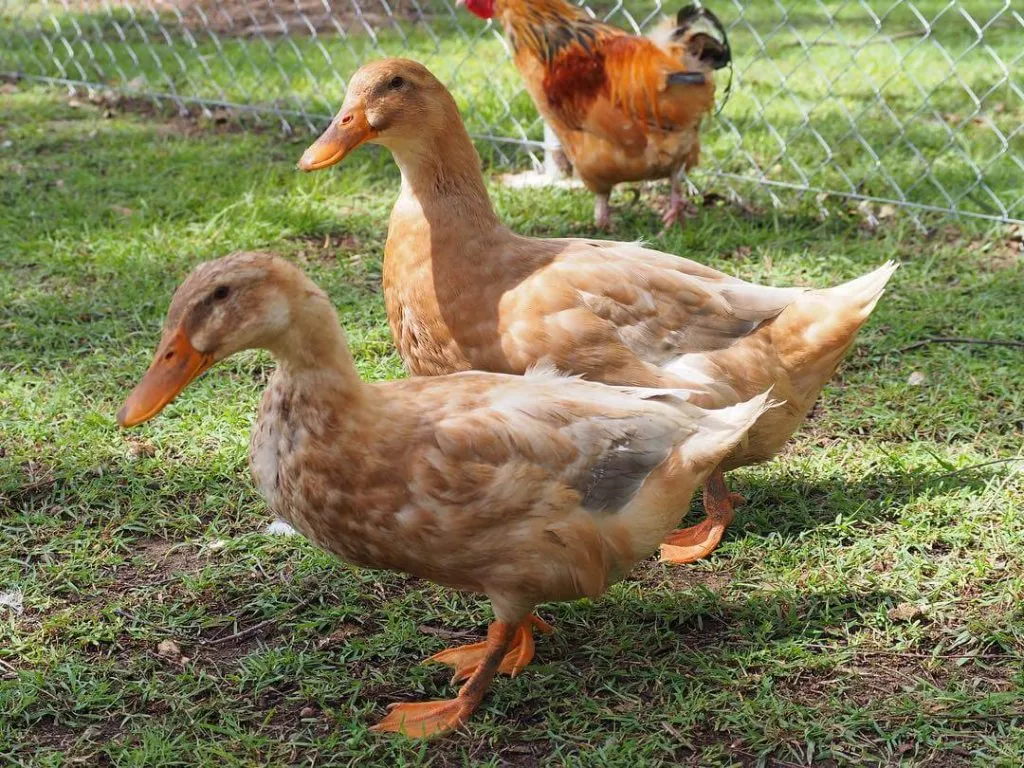 two female saxony ducks