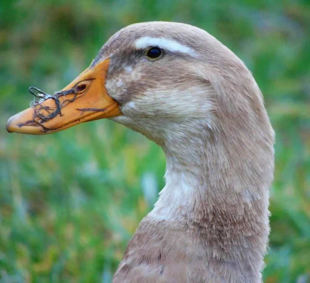 female saxony duck head closeup