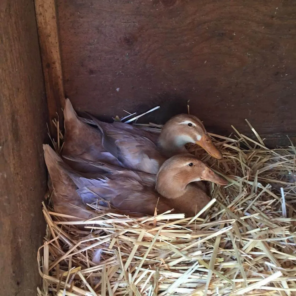 two broody saxony ducks