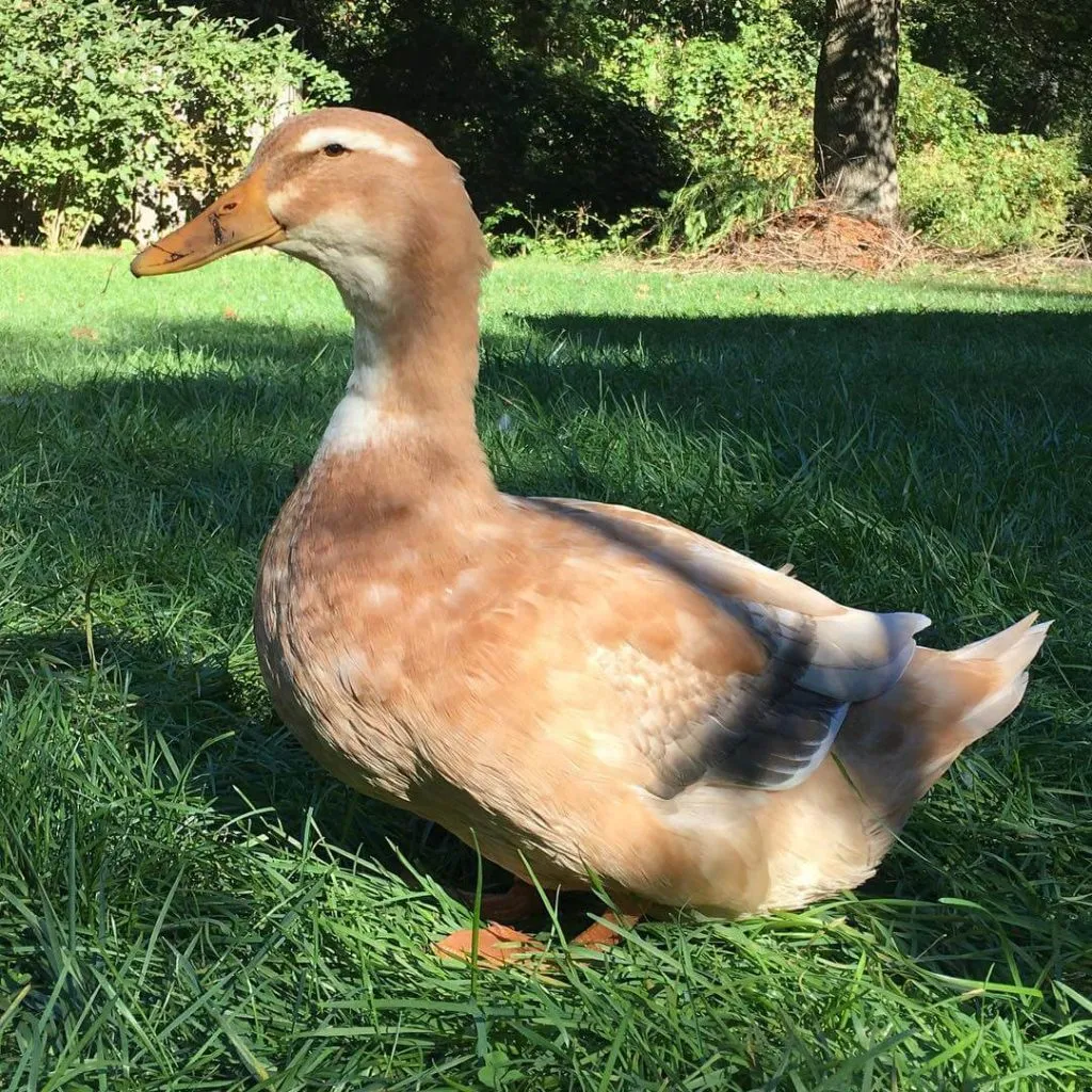 saxony duck