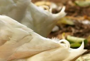 10 Effective Ways To Sex Your Muscovy Duck (With Pictures) — Raising Ducks