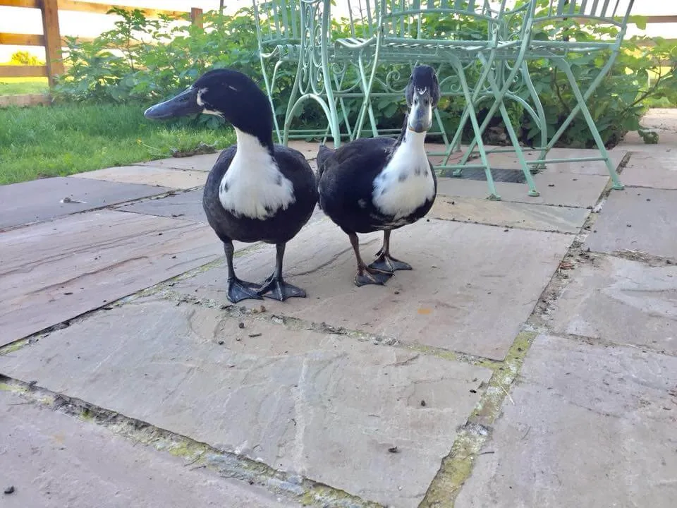 shetland ducks