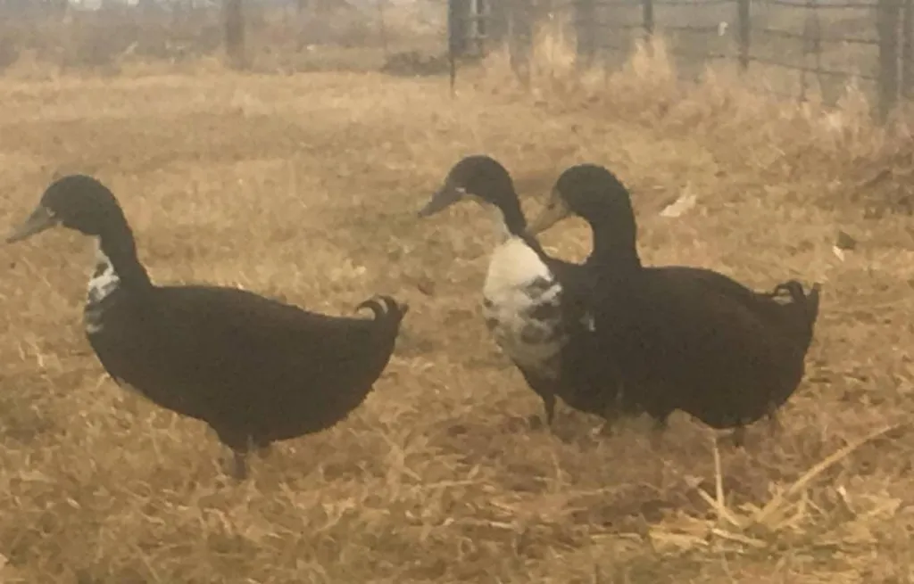 Shetland Duck — Raising Ducks