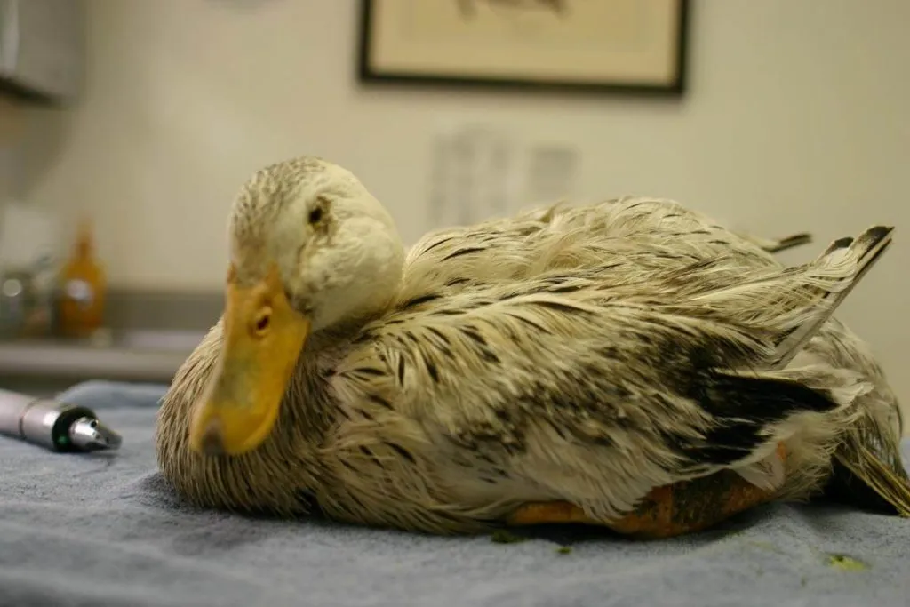 sick duck