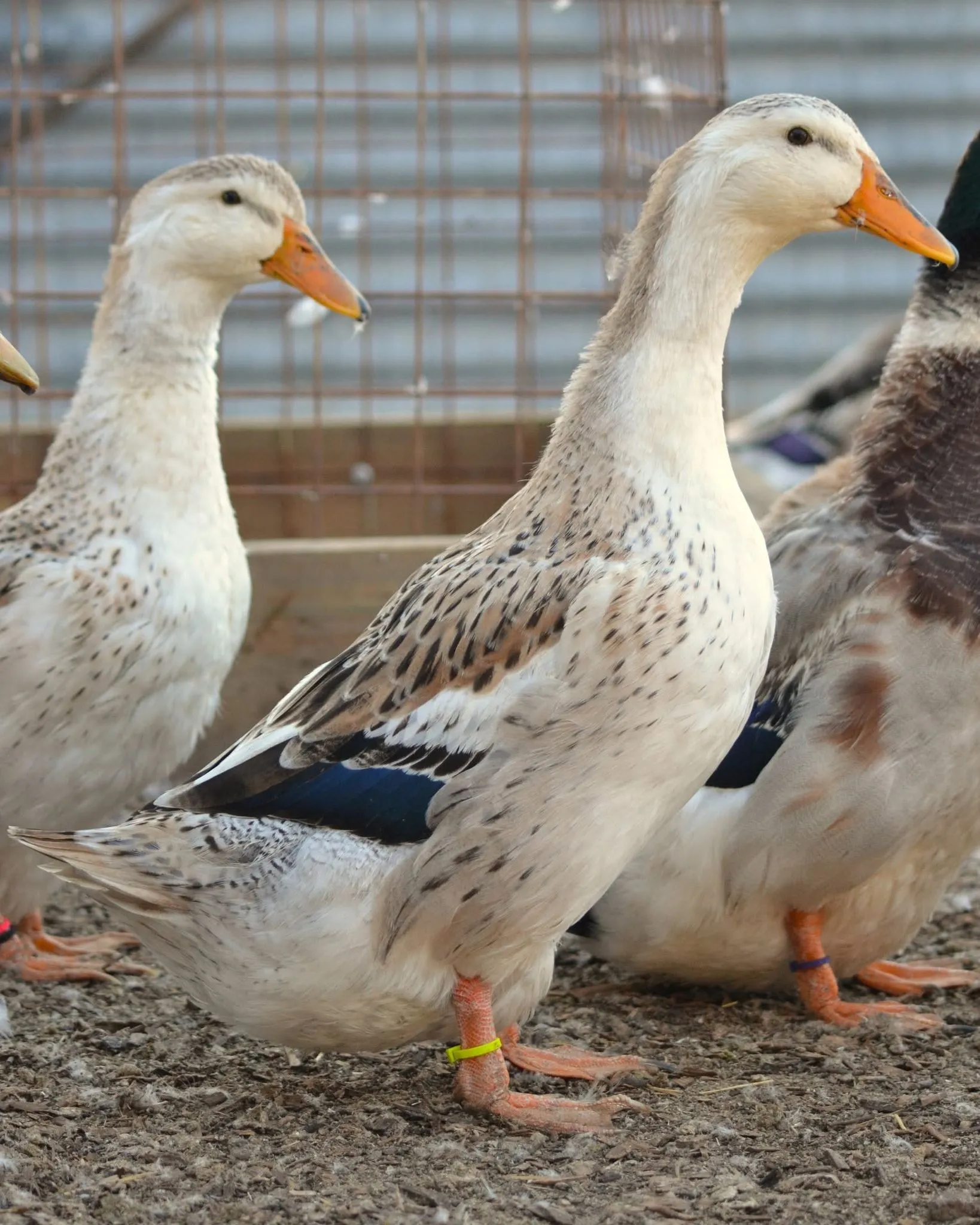 female silver appleyard duck