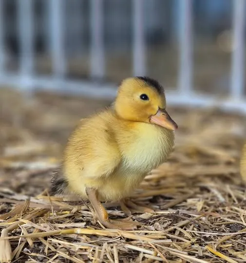 silver appleyard duckling