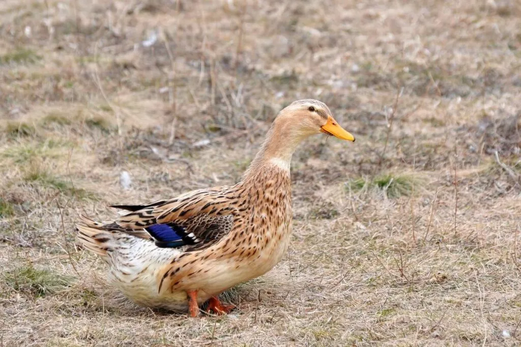 silver appleyard duck