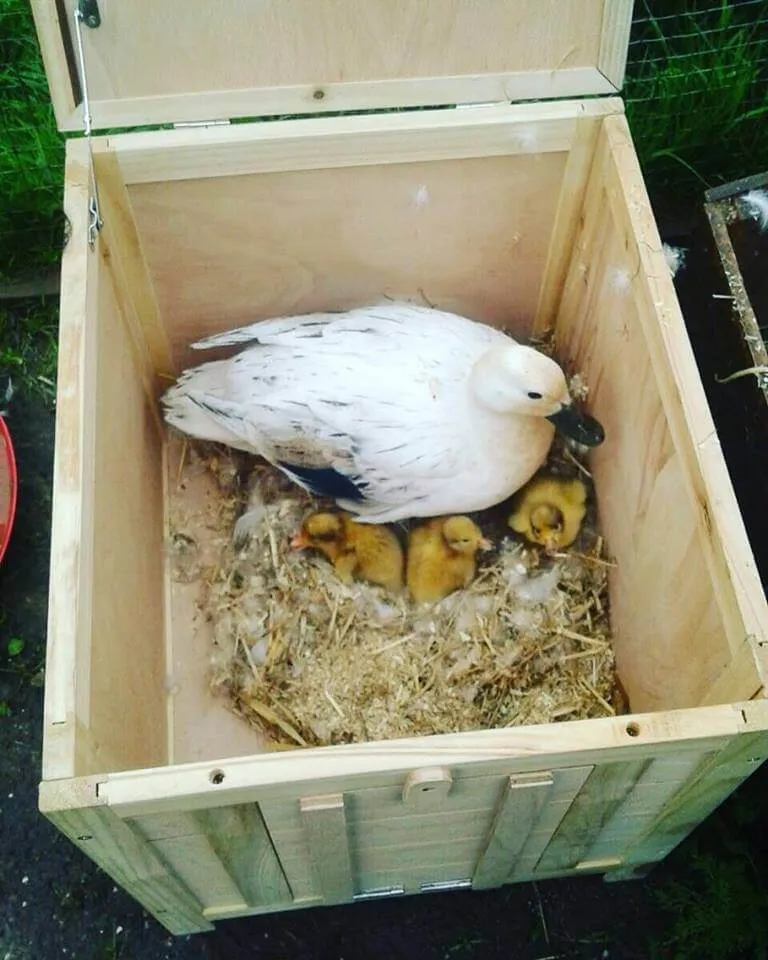 silver bantam duck with ducklings