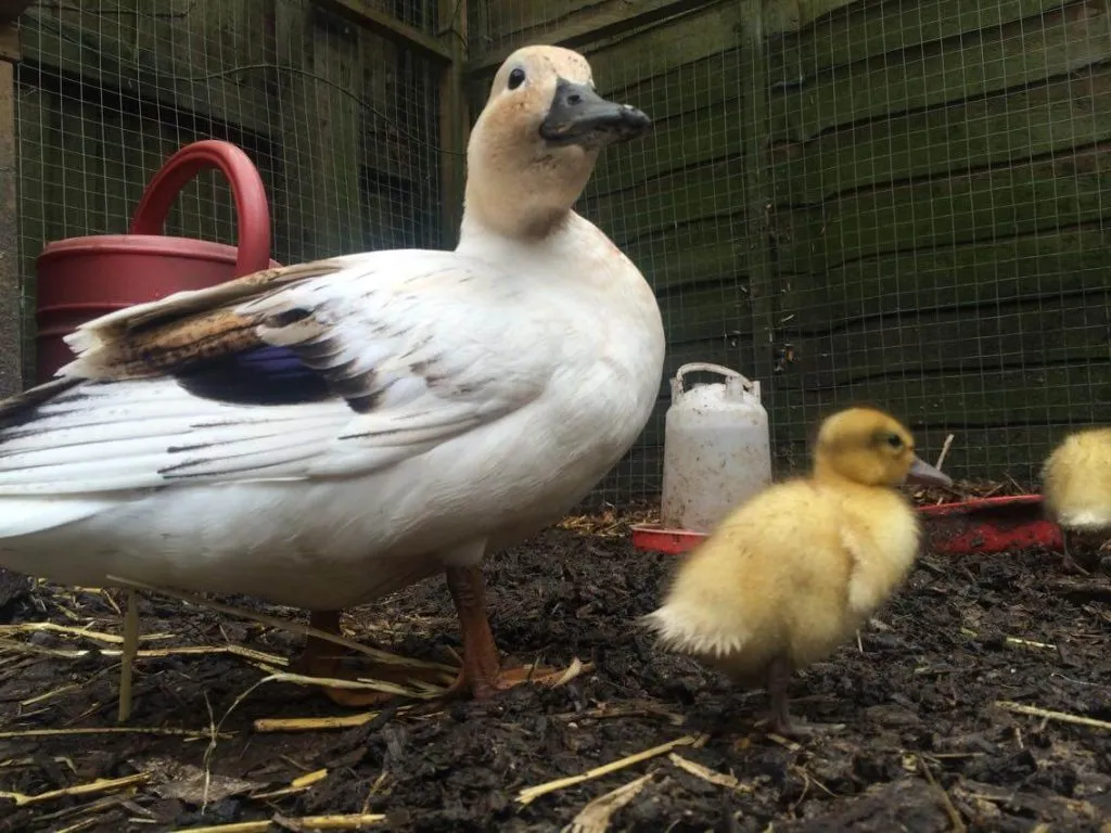 silver bantam duck and duckling
