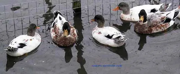 silver bantam ducks swimming