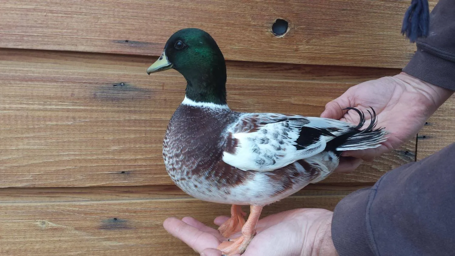 The Call Duck Breed Guide Raising Ducks