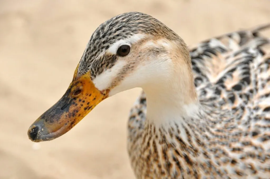 female duck with speckled bill