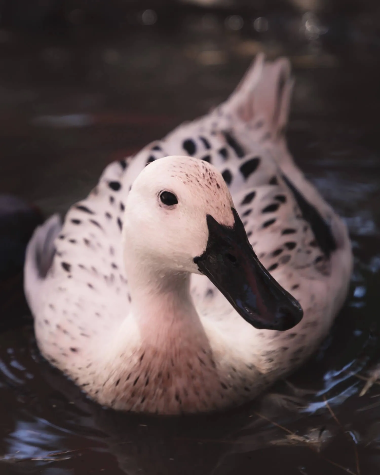 silver welsh harlequin duck swimming
