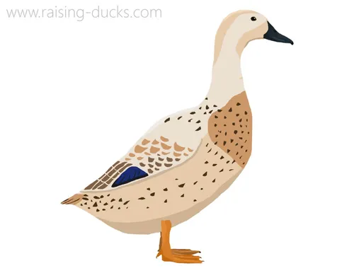 welsh harlequin duck breed graphic