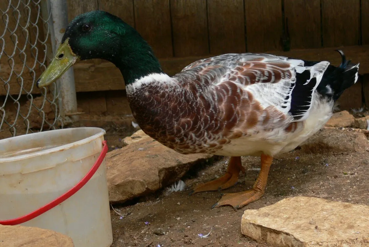 silver welsh harlequin drake in backyard